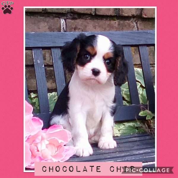 CHOCOLATE CHIP, Cavalier King Charles Spaniel Puppy